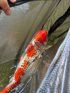 Koï Fish