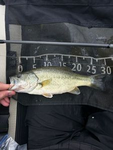 Largemouth Bass