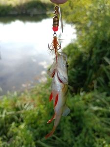 European Perch