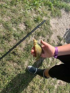 Tench