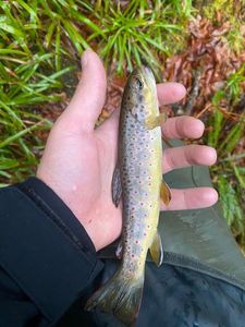 Brown Trout