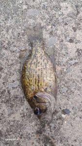 Smallmouth Bass