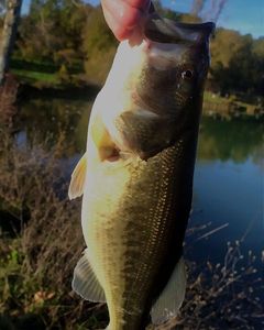 Largemouth Bass