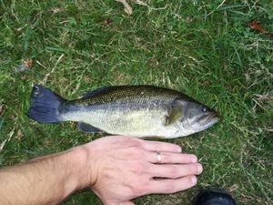 Smallmouth Bass