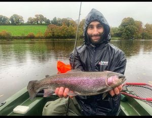 Rainbow Trout
