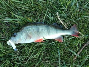 European Perch