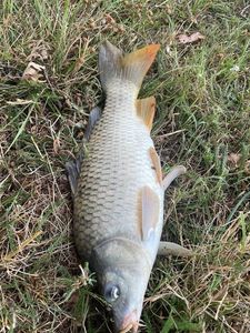 Common Carp