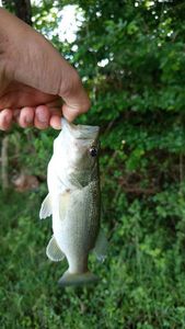 Largemouth Bass