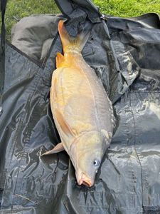 Mirror Carp