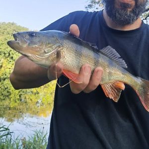 European Perch