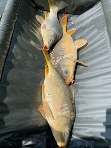 Leather Carp