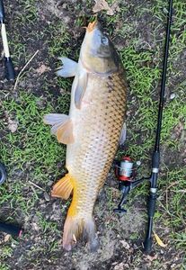 Common Carp
