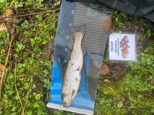Rainbow Trout