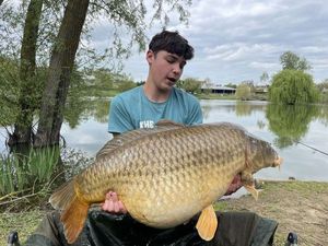 Common Carp