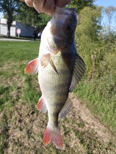 European Perch