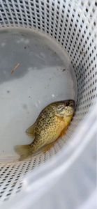 Green Sunfish