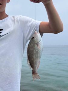 Bumphead Parrotfish