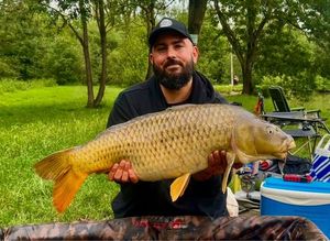 Common Carp