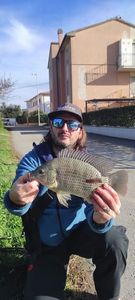 Tilapia