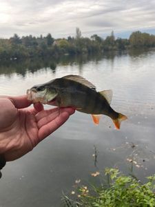 European Perch