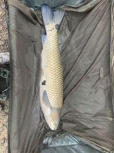 Grass Carp