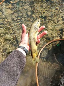 Brown Trout