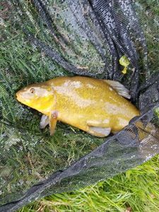 Tench