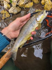 Brown Trout