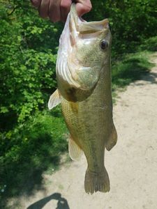 Smallmouth Bass