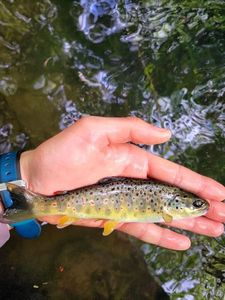 Brown Trout