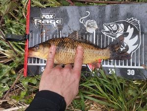 Common Carp