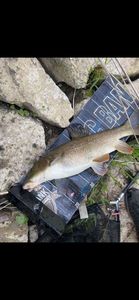Barbel