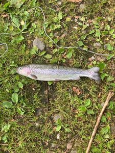 Rainbow Trout
