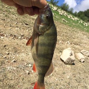 European Perch