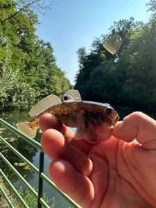 Round Goby