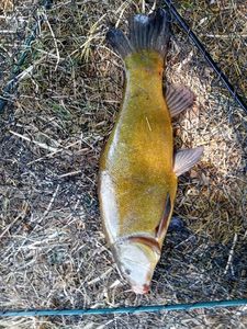 Tench