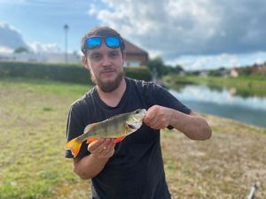 European Perch