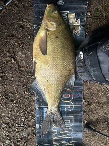 Common Bream