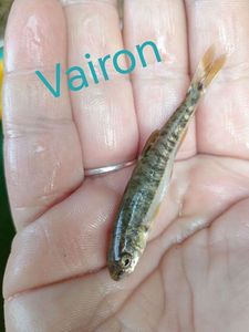 Common Minnow