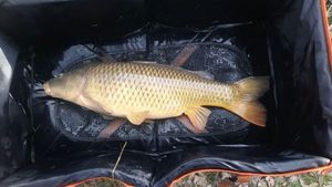 Common Carp