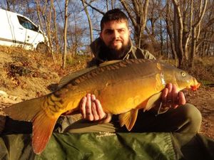 Mirror Carp