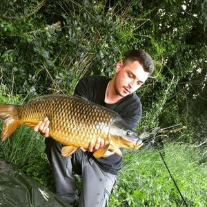 Common Carp