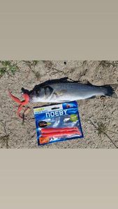 European Bass (Seabass)