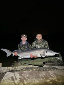 European Sturgeon