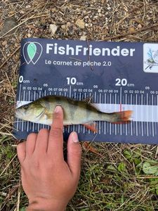European Perch