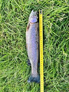 Rainbow Trout