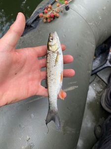 Chub