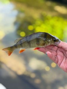 European Perch