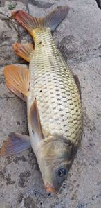 Common Carp