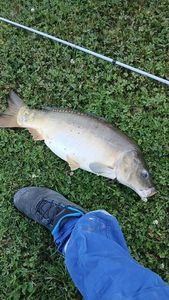 Common Carp